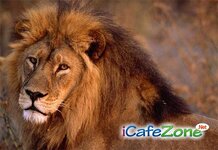 african-lion-closeup.jpg