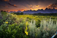 Grand_Teton_National_Park_sunset_clouds_evening_mountains_field_flowers_herbs_woods_trees_pine...jpg