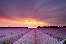 Lavandula_Fields_Sky_Clouds_Flowers_sunset_sunrise_4762x3175.jpg