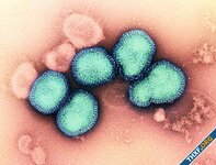 สหรัฐฯ เริ่มทดลองวัคซีนไข้หวัดใหญ่แบบ mRNA ในคนเฟสแรก