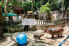 ผู้ออกเหรียญมีม HIPPO บริจาคเงิน 5 ล้านบาท ให้สวนสัตว์เปิดเขาเขียว