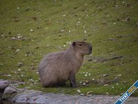 Google Assistant ประกาศหยุดให้บริการข้อมูล "Animal of the Day"